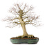 Acer palmatum, 65 cm, ± 25 años