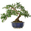 Taxus cuspidata, 32,5 cm, ± 15 jaar oud