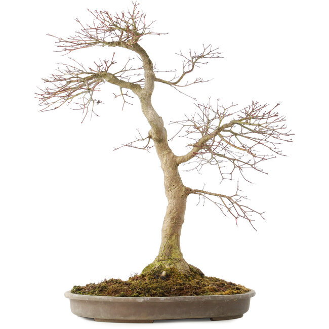 Acer palmatum, 50,5 cm, ± 25 años