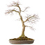 Acer palmatum, 50,5 cm, ± 25 jaar oud