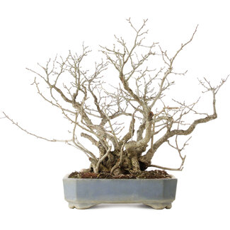 Pourthiaea villosa, 45,5 cm, ± 25 jaar oud