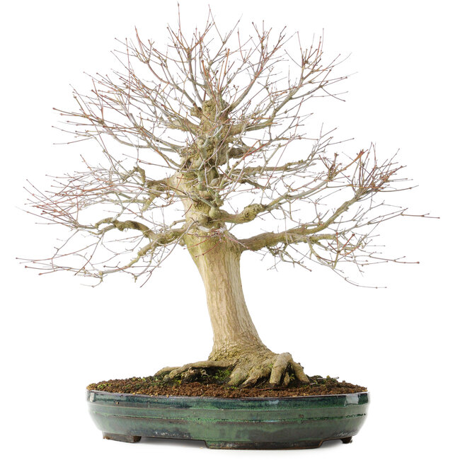 Acer palmatum, 65 cm, ± 25 years old