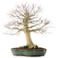 Acer palmatum, 65 cm, ± 25 años