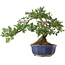Taxus cuspidata, 32,5 cm, ± 15 jaar oud