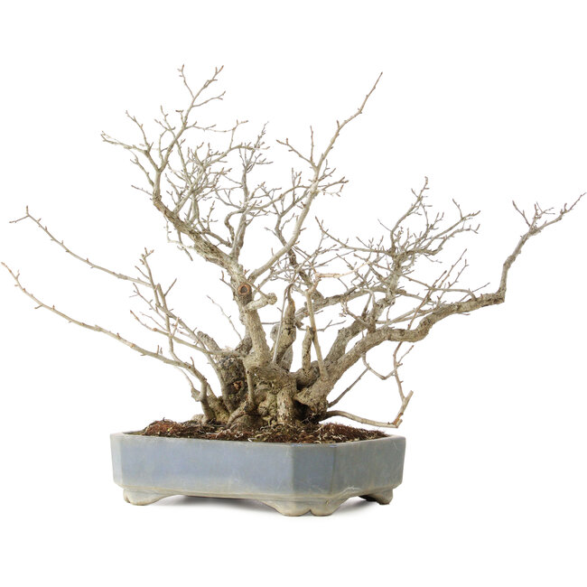 Pourthiaea villosa, 45,5 cm, ± 25 jaar oud