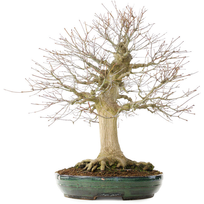Acer palmatum, 65 cm, ± 25 years old