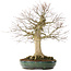 Acer palmatum, 65 cm, ± 25 anni