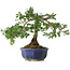 Taxus cuspidata, 32,5 cm, ± 15 jaar oud