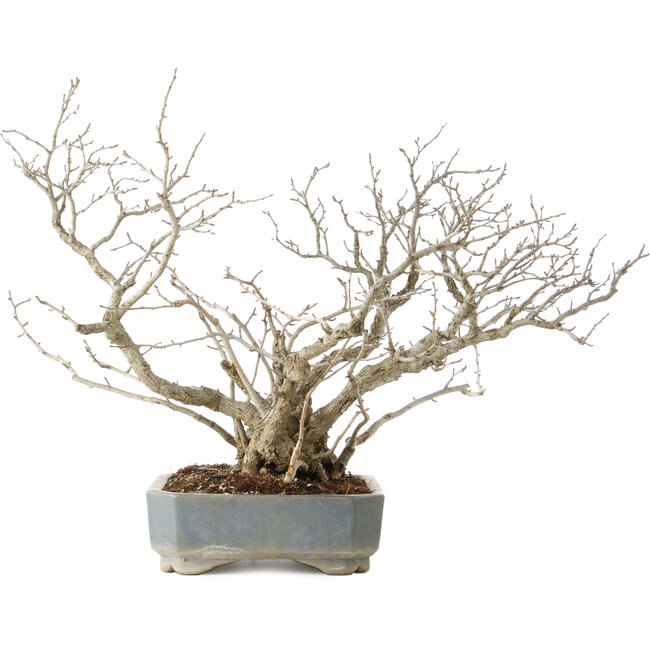 Pourthiaea villosa, 45,5 cm, ± 25 jaar oud