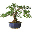 Taxus cuspidata, 32,5 cm, ± 15 jaar oud