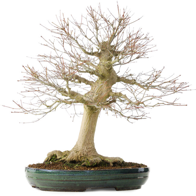 Acer palmatum, 65 cm, ± 25 jaar oud