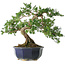 Taxus cuspidata, 32,5 cm, ± 15 jaar oud