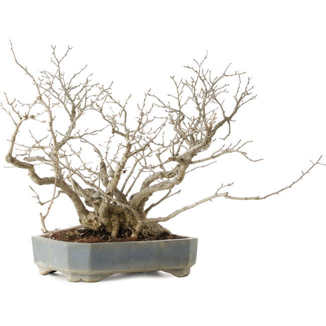 Pourthiaea villosa, 45,5 cm, ± 25 jaar oud