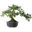 Taxus cuspidata, 32,5 cm, ± 15 years old