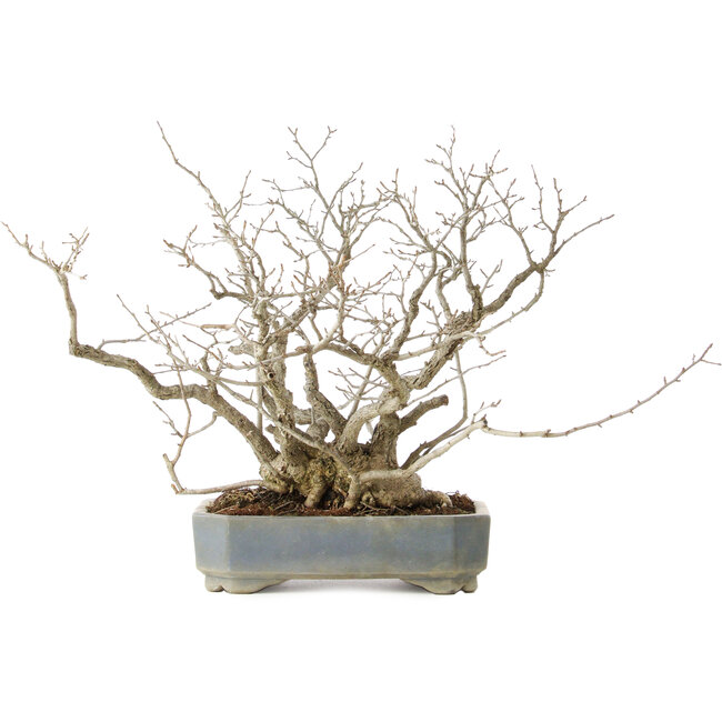 Pourthiaea villosa, 45,5 cm, ± 25 jaar oud