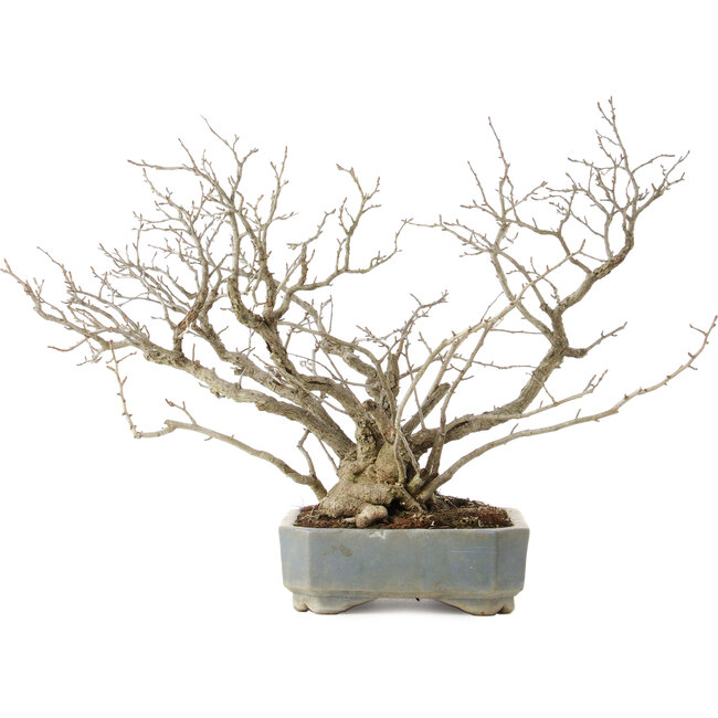 Pourthiaea villosa, 45,5 cm, ± 25 jaar oud