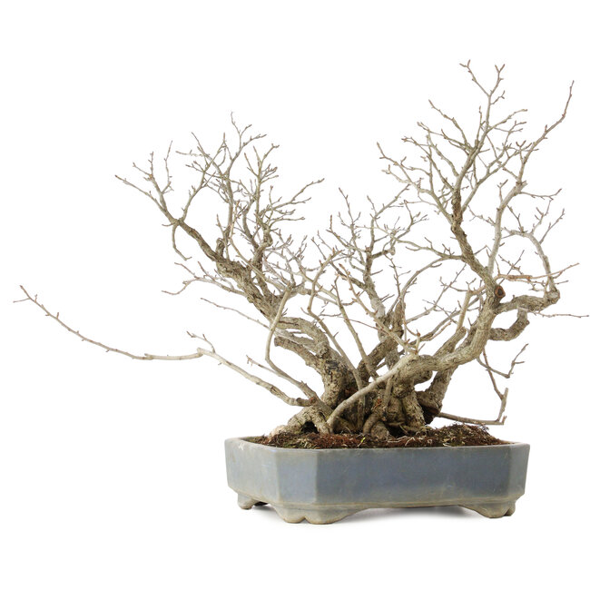 Pourthiaea villosa, 45,5 cm, ± 25 jaar oud