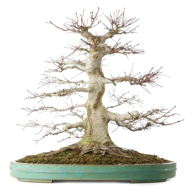 Acer palmatum, 54 cm, ± 30 anni, in vaso con piccola scheggiatura del bordo