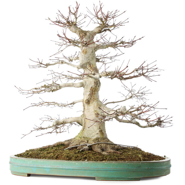 Acer palmatum, 54 cm, ± 30 años, en maceta con un pequeño desprendimiento del borde