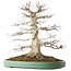 Acer palmatum, 54 cm, ± 30 ans, en pot avec un petit éclat du bord