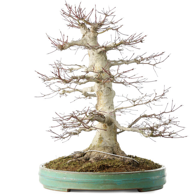 Acer palmatum, 54 cm, ± 30 years old, in a pot with a small chip of the edge