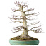 Acer palmatum, 54 cm, ± 30 anni, in vaso con piccola scheggiatura del bordo
