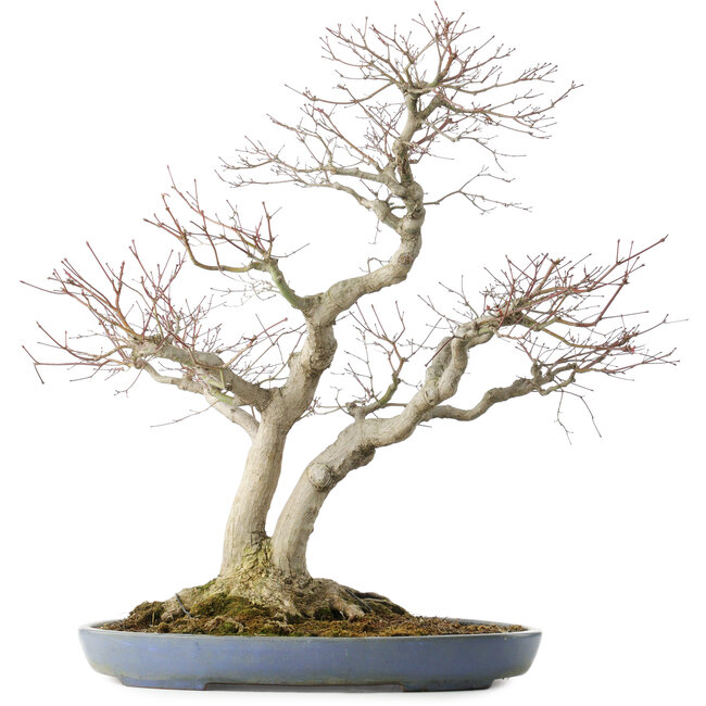 Acer palmatum, 73 cm, ± 30 jaar oud, in een handgemaakte Japanse pot van Yamafusa met meerdere scheuren