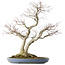 Acer palmatum, 73 cm, ± 30 anni, in un vaso giapponese fatto a mano da Yamafusa con molteplici crepe