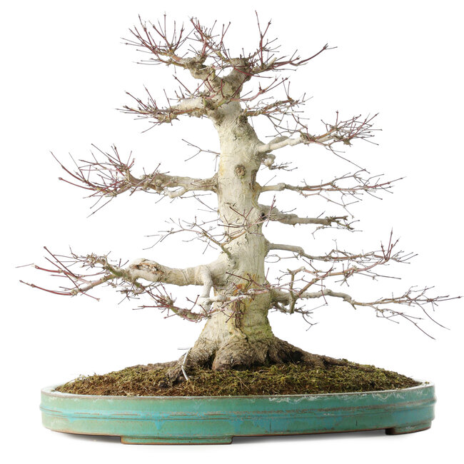 Acer palmatum, 54 cm, ± 30 años, en maceta con un pequeño desprendimiento del borde