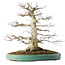Acer palmatum, 54 cm, ± 30 ans, en pot avec un petit éclat du bord