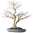 Acer palmatum, 73 cm, ± 30 anni, in un vaso giapponese fatto a mano da Yamafusa con molteplici crepe