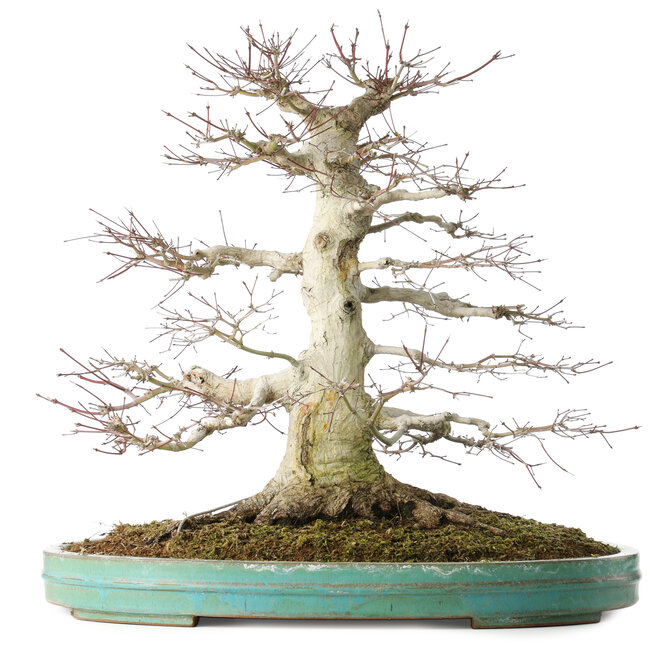Acer palmatum, 54 cm, ± 30 anni, in vaso con piccola scheggiatura del bordo