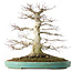 Acer palmatum, 54 cm, ± 30 ans, en pot avec un petit éclat du bord