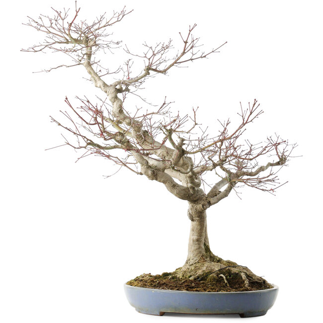 Acer palmatum, 73 cm, ± 30 Jahre alt, in einem handgefertigten japanischen Topf von Yamafusa mit mehreren Rissen