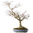Acer palmatum, 73 cm, ± 30 jaar oud, in een handgemaakte Japanse pot van Yamafusa met meerdere scheuren