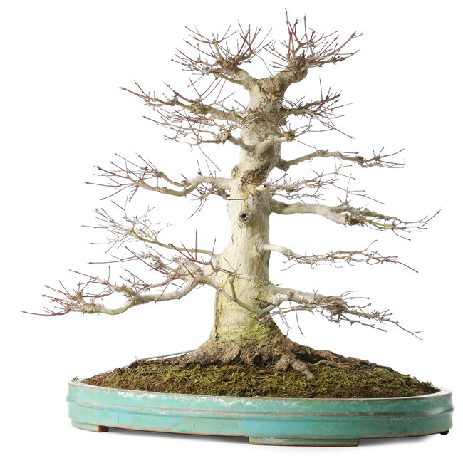 Acer palmatum, 54 cm, ± 30 ans, en pot avec un petit éclat du bord
