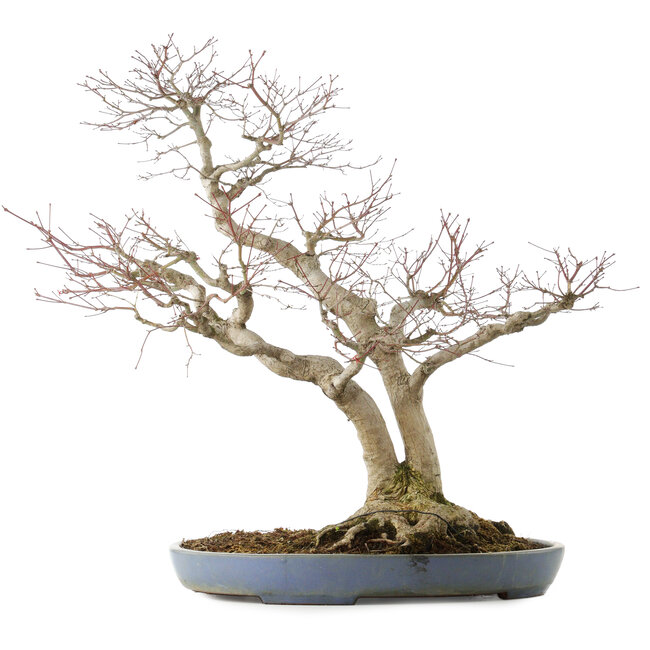 Acer palmatum, 73 cm, ± 30 ans, dans un pot japonais fait main par Yamafusa avec de multiples fissures