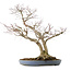 Acer palmatum, 73 cm, ± 30 años, en una maceta japonesa hecha a mano por Yamafusa con múltiples grietas