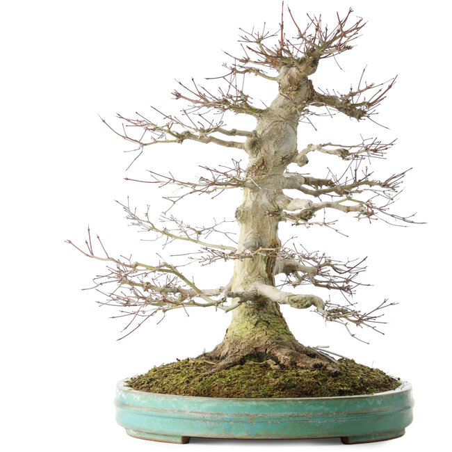 Acer palmatum, 54 cm, ± 30 anni, in vaso con piccola scheggiatura del bordo