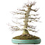 Acer palmatum, 54 cm, ± 30 ans, en pot avec un petit éclat du bord