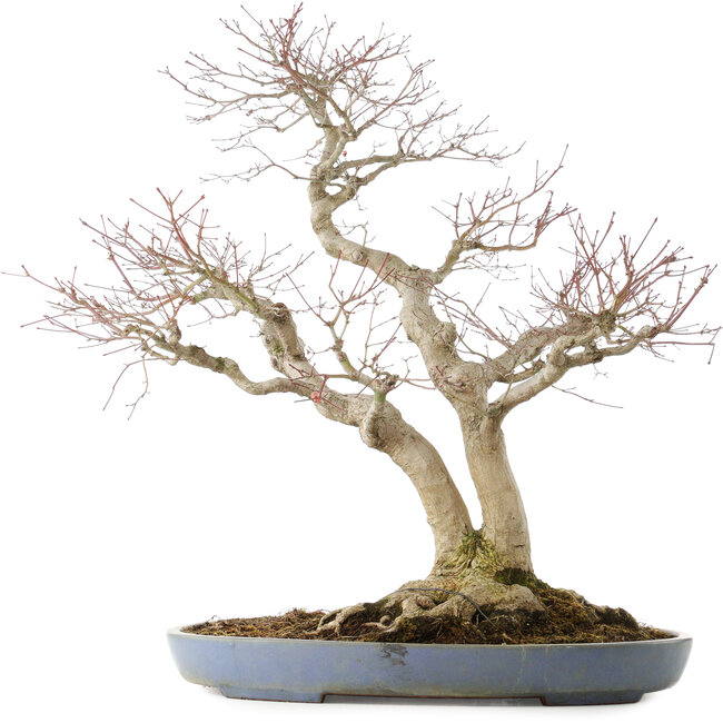 Acer palmatum, 73 cm, ± 30 Jahre alt, in einem handgefertigten japanischen Topf von Yamafusa mit mehreren Rissen