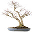 Acer palmatum, 73 cm, ± 30 jaar oud, in een handgemaakte Japanse pot van Yamafusa met meerdere scheuren