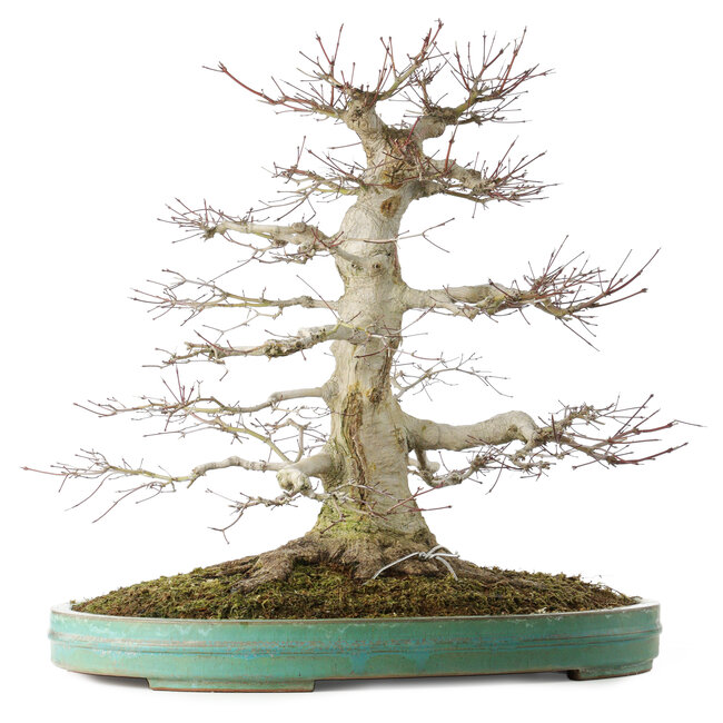 Acer palmatum, 54 cm, ± 30 anni, in vaso con piccola scheggiatura del bordo