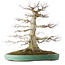 Acer palmatum, 54 cm, ± 30 ans, en pot avec un petit éclat du bord