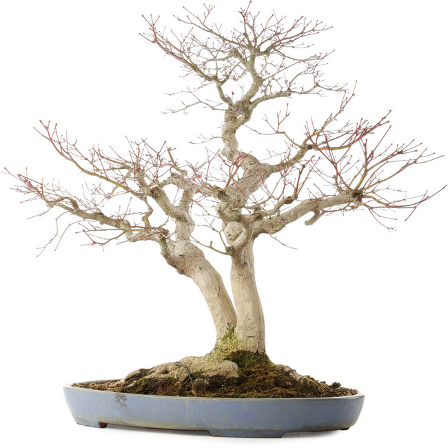 Acer palmatum, 73 cm, ± 30 ans, dans un pot japonais fait main par Yamafusa avec de multiples fissures