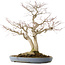 Acer palmatum, 73 cm, ± 30 anni, in un vaso giapponese fatto a mano da Yamafusa con molteplici crepe