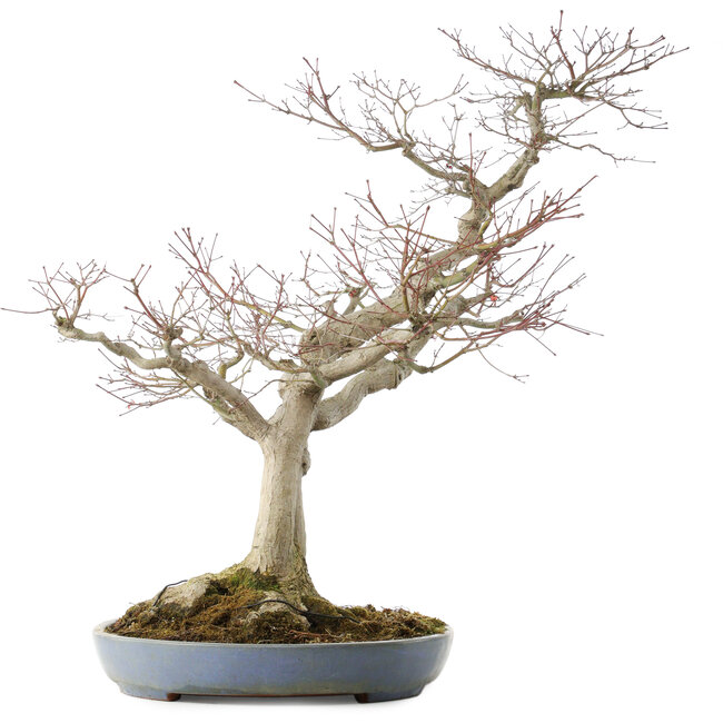 Acer palmatum, 73 cm, ± 30 anni, in un vaso giapponese fatto a mano da Yamafusa con molteplici crepe