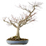 Acer palmatum, 73 cm, ± 30 Jahre alt, in einem handgefertigten japanischen Topf von Yamafusa mit mehreren Rissen