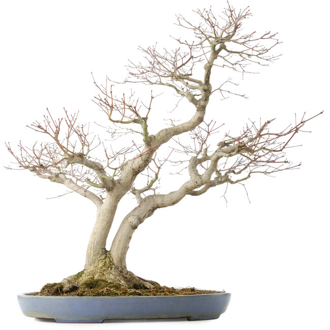 Acer palmatum, 73 cm, ± 30 years old, in a handmade Japanese pot by Yamafusa with multiple cracks