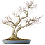 Acer palmatum, 73 cm, ± 30 Jahre alt, in einem handgefertigten japanischen Topf von Yamafusa mit mehreren Rissen